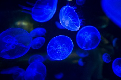 Bioluminescent Jellies